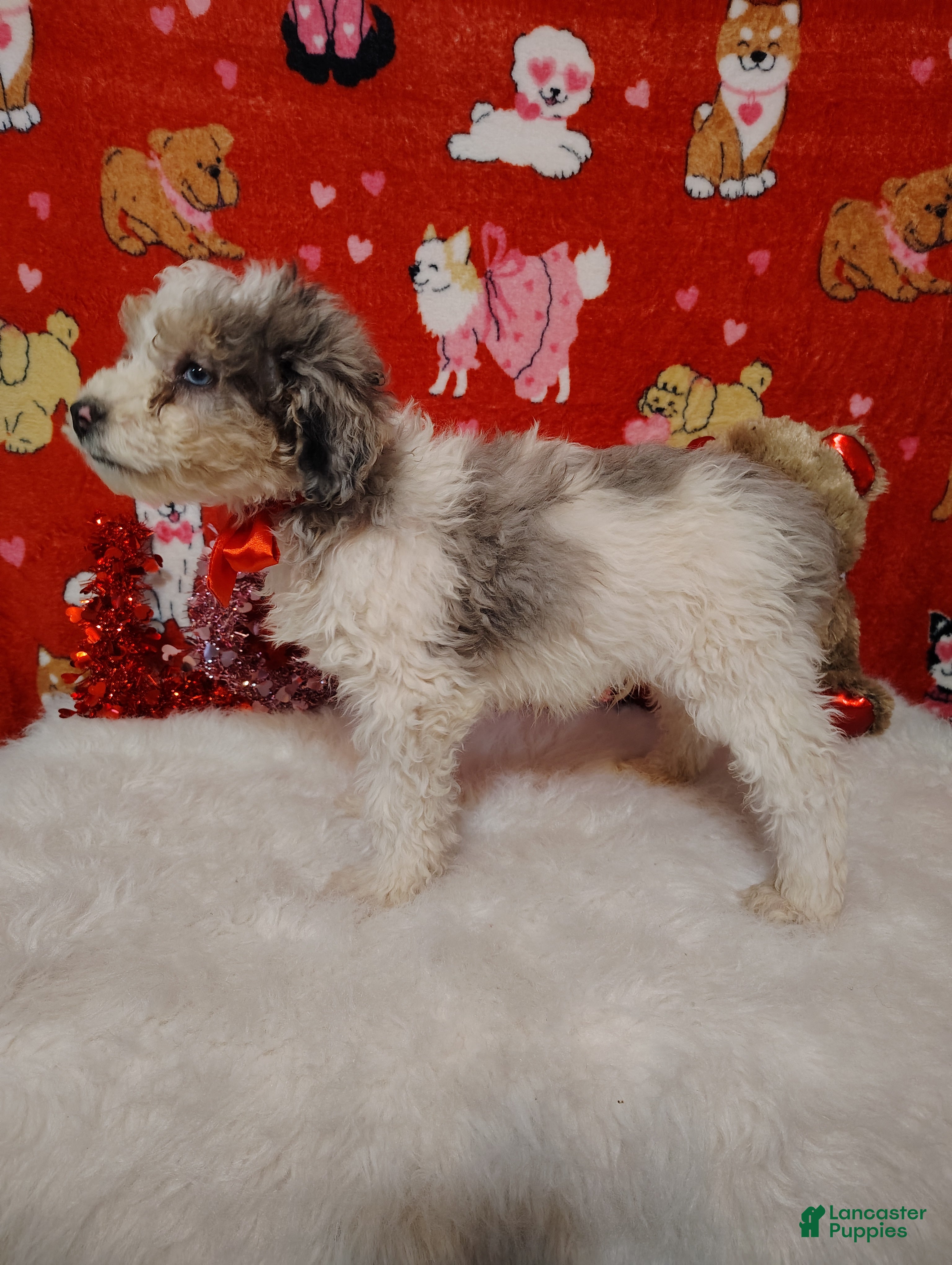 Mini Bernedoodle dogs Duke - Ad 2