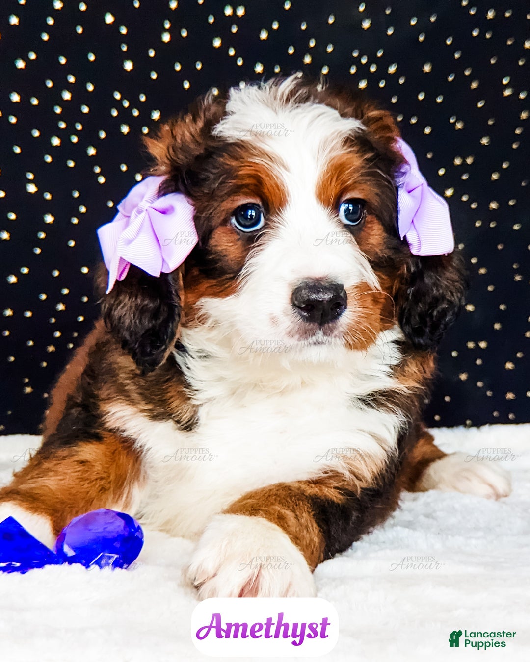 Bernedoodle dogs for sale: Amethyst - Ad 2