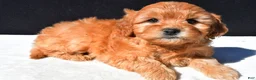 Mini Goldendoodle dogs for sale: Daisy - Ad 9