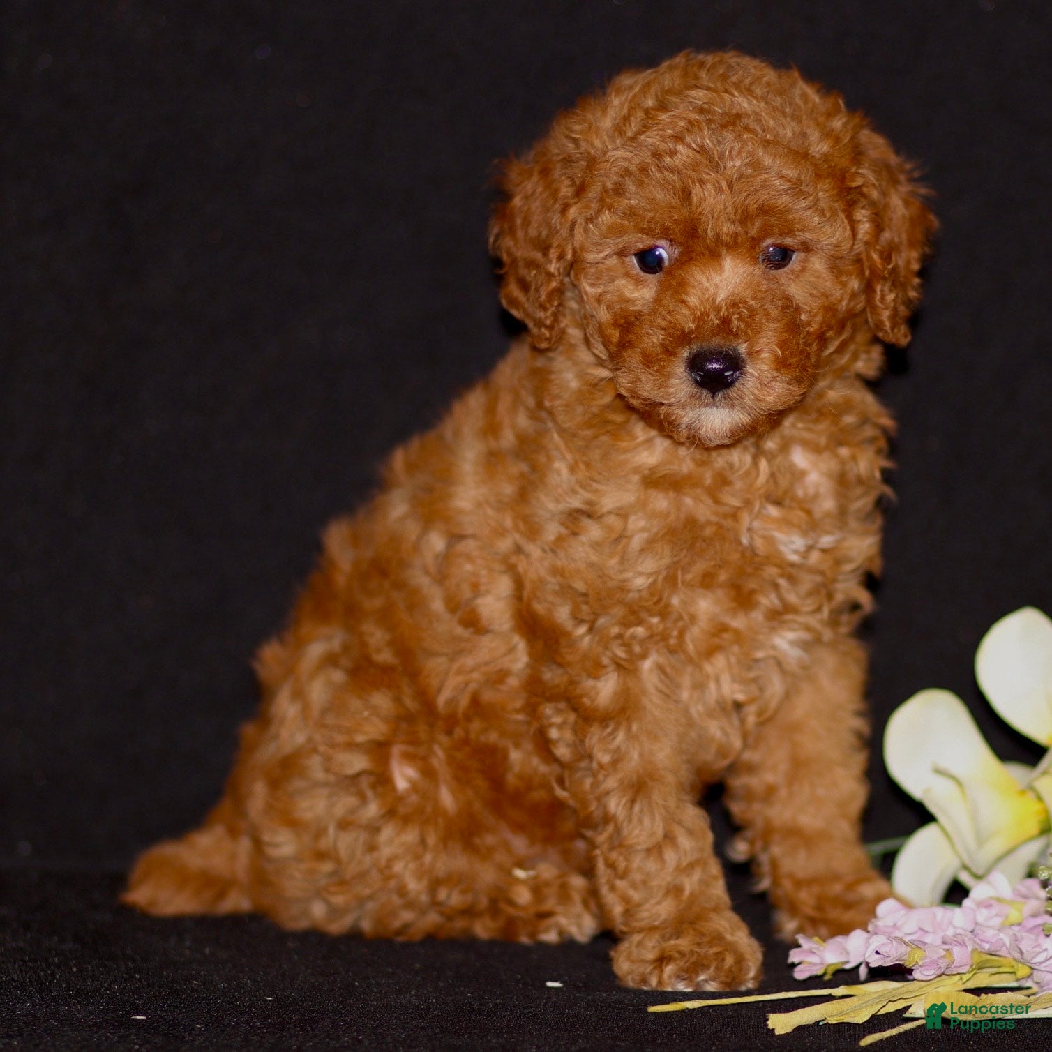 Miniature Poodle dogs Justin - Ad 1