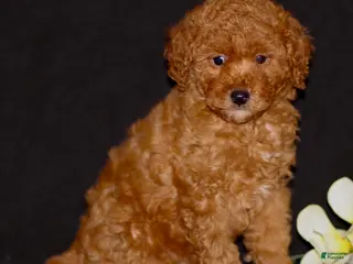 Miniature Poodle dogs for sale: Justin - Ad 2