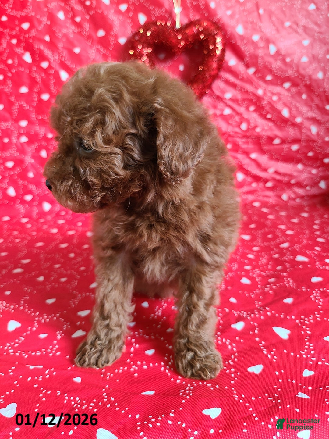 Bichpoo dogs for sale: Donnie - Ad 7