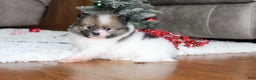 Pomeranian dogs for sale: Ethan - Ad 3