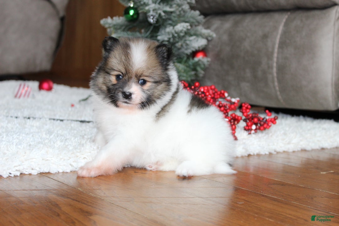 Pomeranian dogs for sale: Ethan - Ad 3