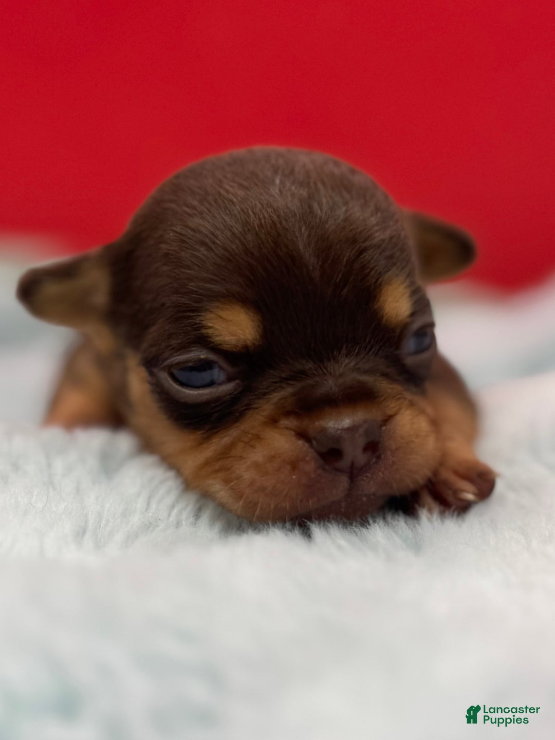 French Bulldog dogs for sale: French Bulldog Puppy 3 - Ad 4