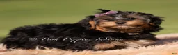 Yorkiepoo dogs for sale: Ziggy - Ad 4