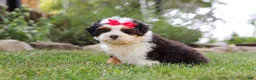 Mini Bernedoodle dogs for sale: Hailey - Ad 3