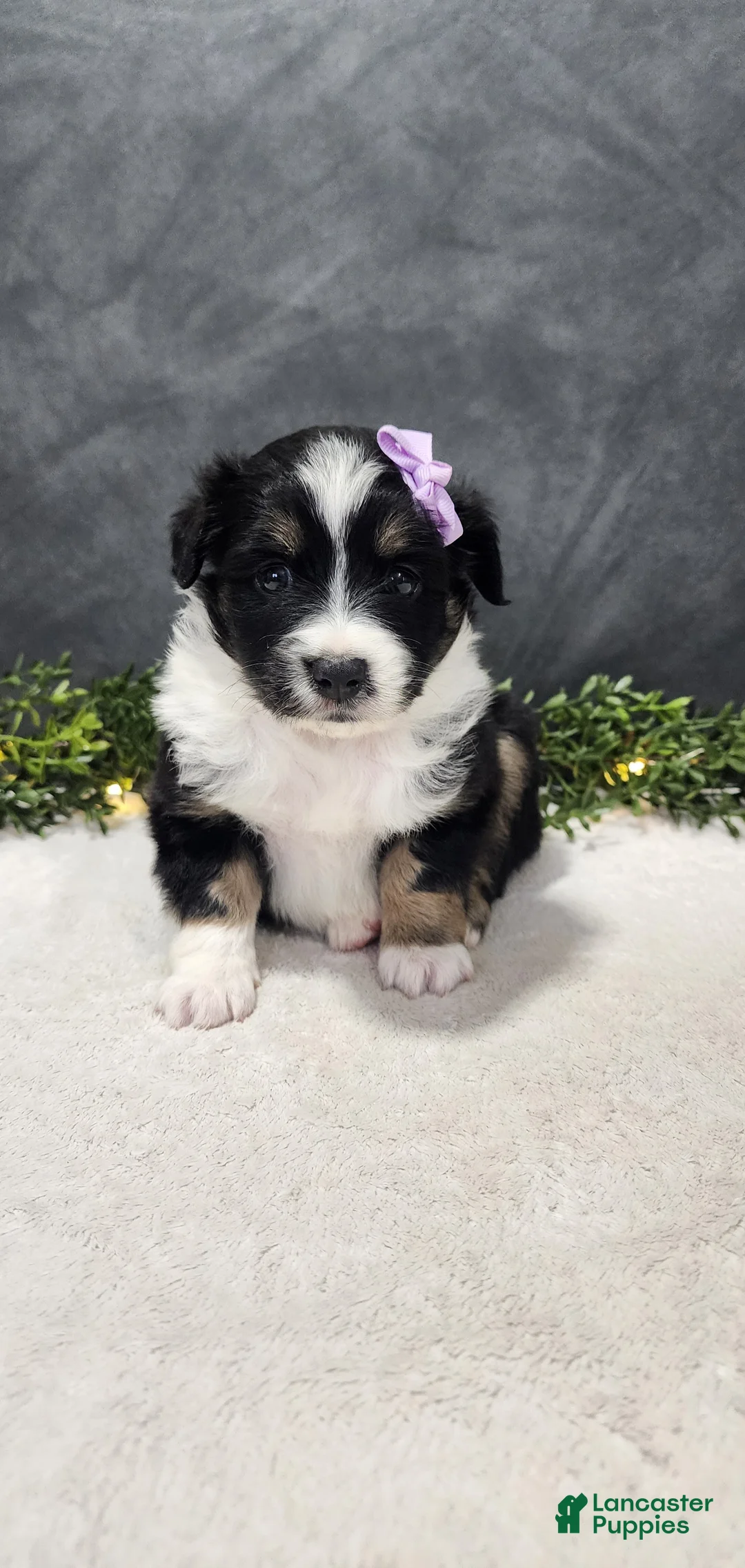 Miniature Australian Shepherd dogs for sale: Daisy  - Ad 7