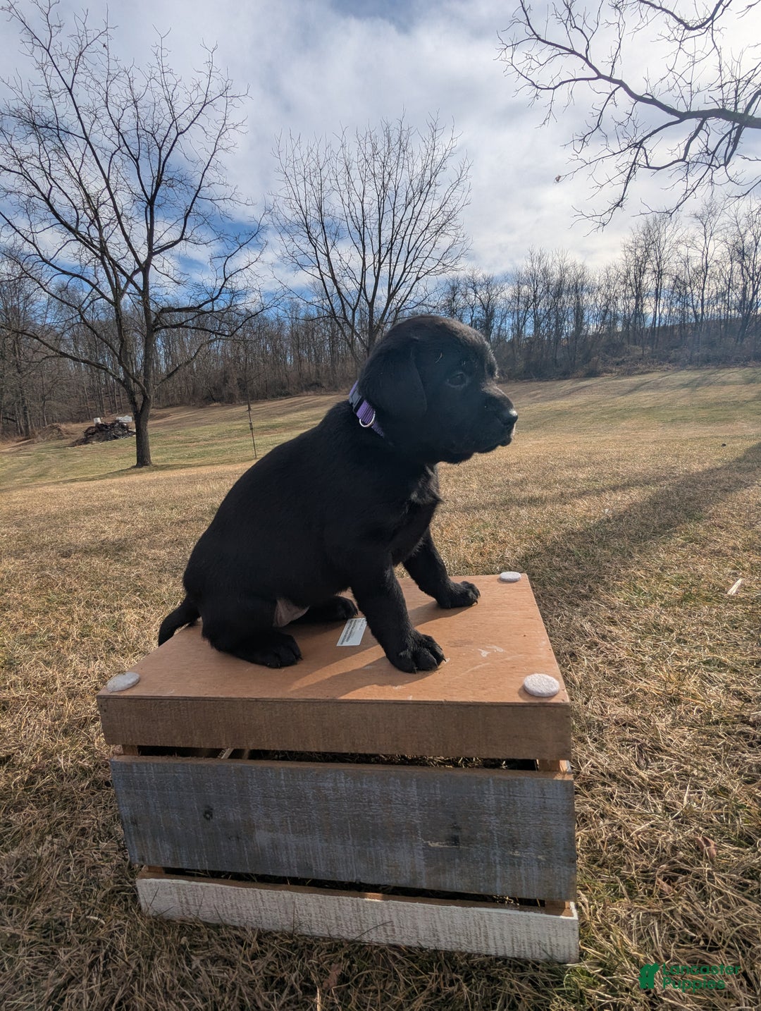 Labrador Retriever dogs for sale: Stella - Ad 3