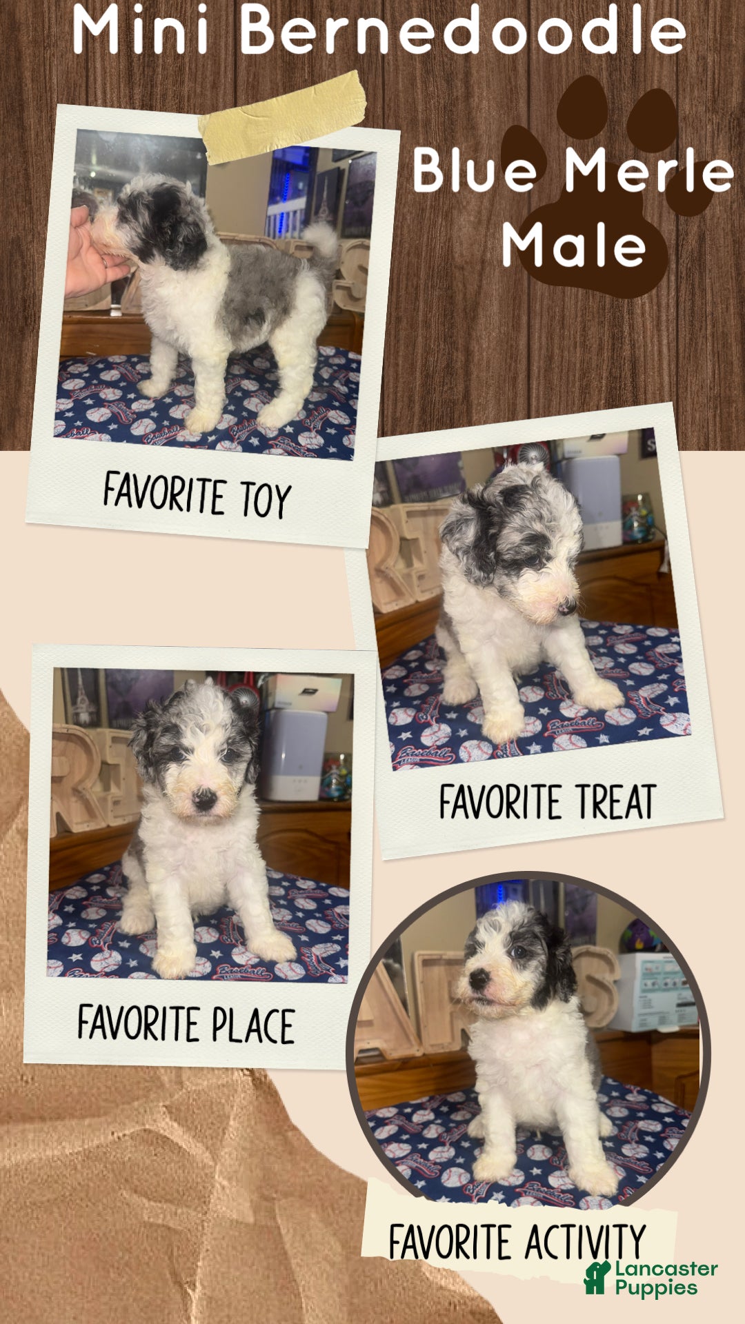 Mini Bernedoodle dogs Mini Bernedoodle 4 - Ad 2