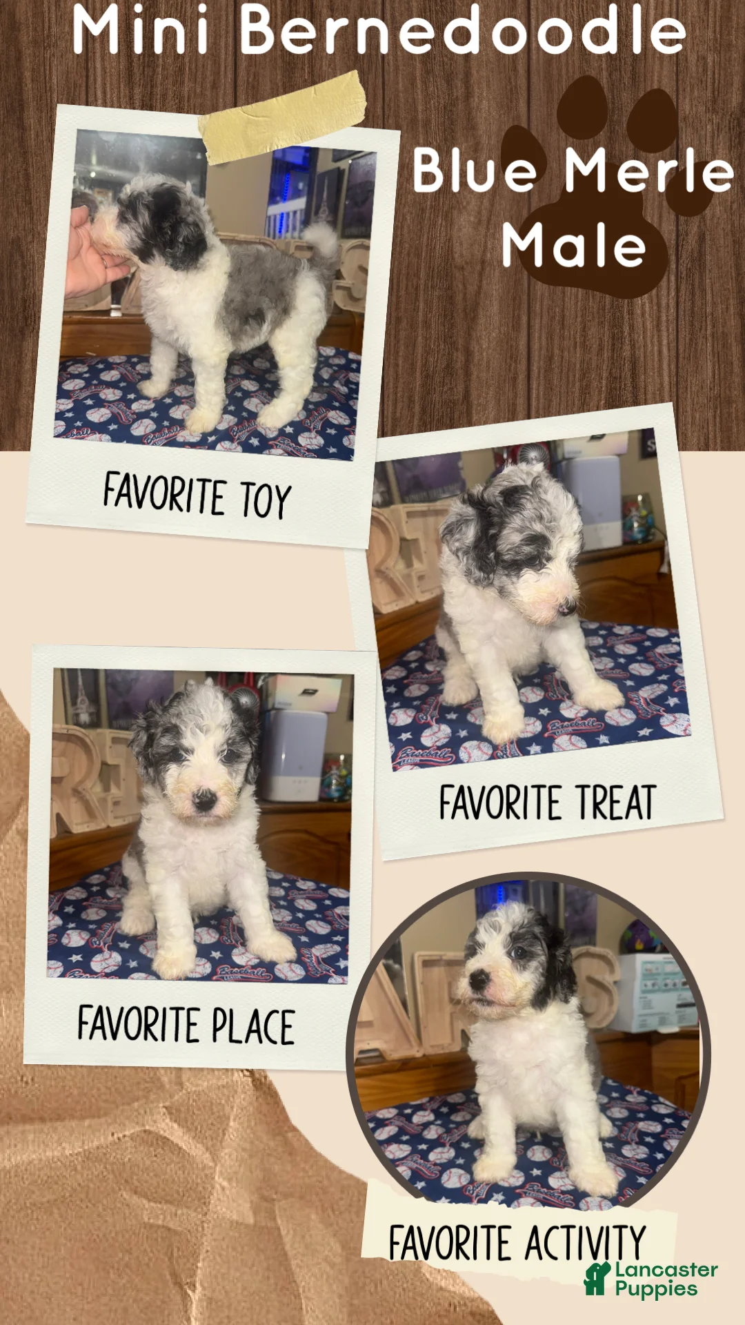 Mini Bernedoodle dogs for sale: Mini Bernedoodle 4 - Ad 1