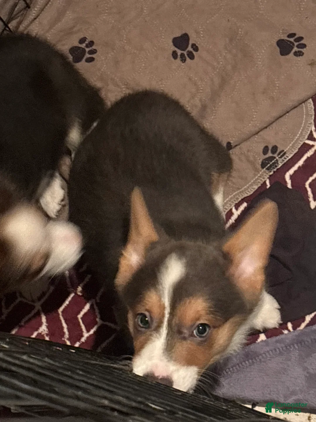 Mixed Breed dogs for sale: Mixed Breed  Jelly Roll - Ad 2