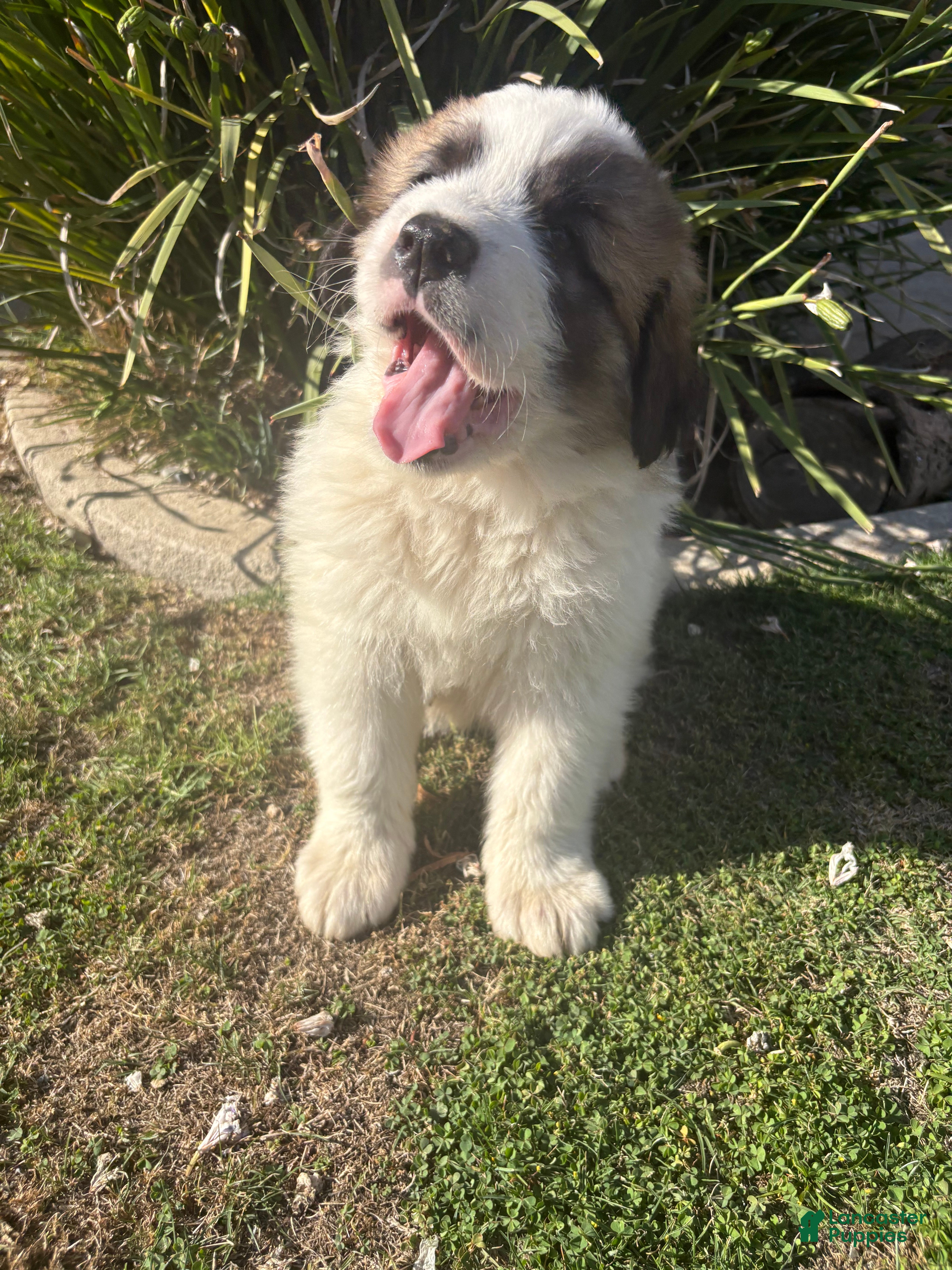 Mixed Breed dogs Mixed Breed Puppy 3 - Ad 30
