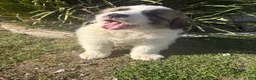 Mixed Breed dogs for sale: Mixed Breed Puppy 3 - Ad 1