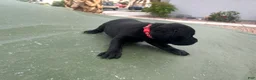 Cane Corso dogs for sale: Cane Corso Puppy 1 - Ad 4