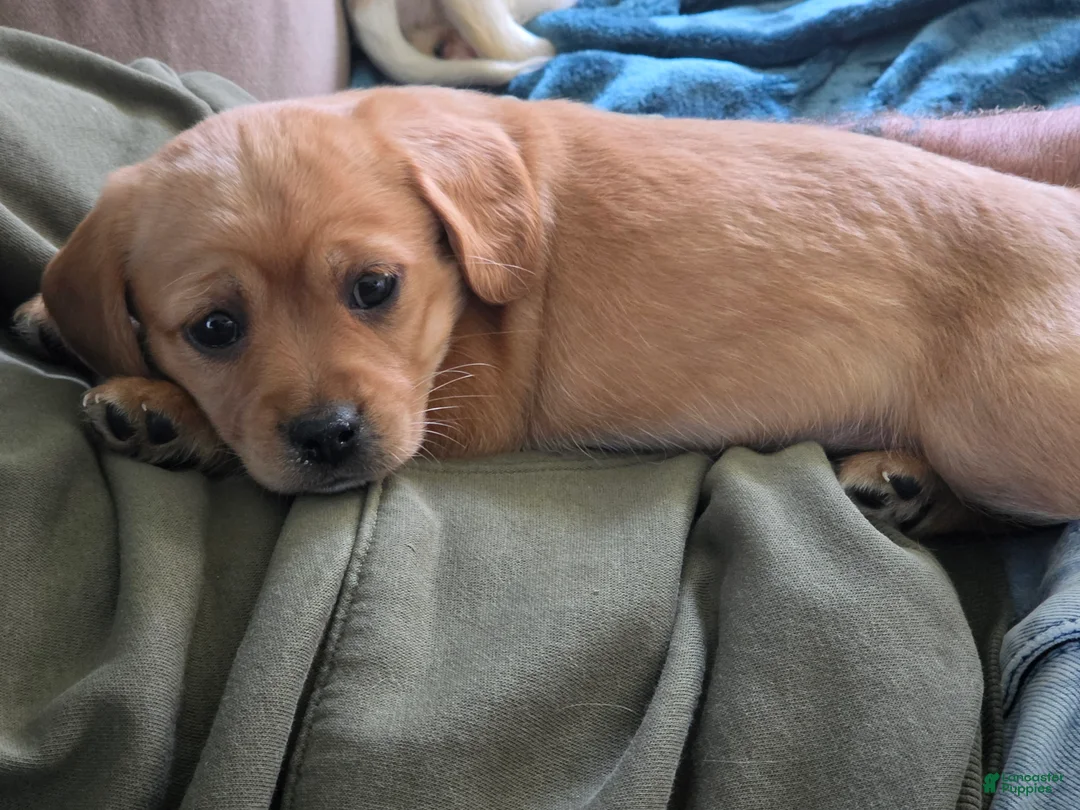 Cavapoo dogs for sale: Oscar - Ad 3