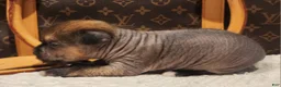 Mixed Breed dogs for sale:  Boss  - Ad 7