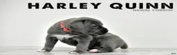 Cane Corso dogs for sale: Harley Quin - Ad 2