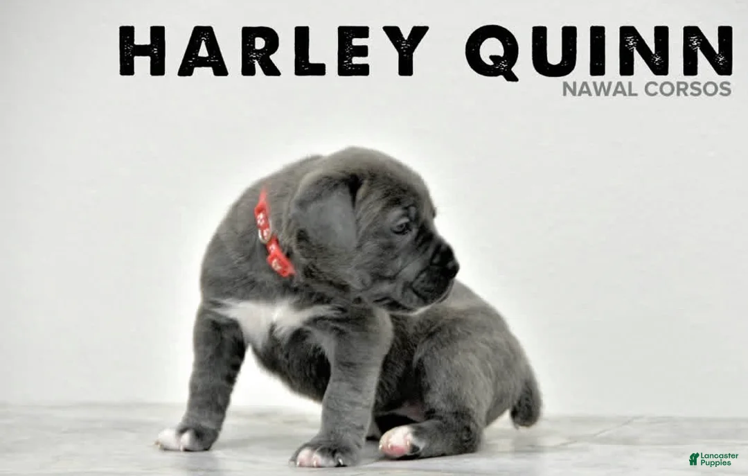 Cane Corso dogs for sale: Harley Quin - Ad 2