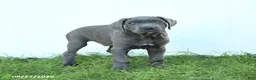 Cane Corso dogs for sale: Roman - Ad 5