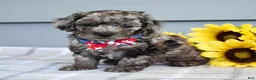 Cockapoo dogs for sale: Oreo - Ad 15