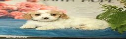 Cavapoo dogs for sale: Marcus - Ad 3