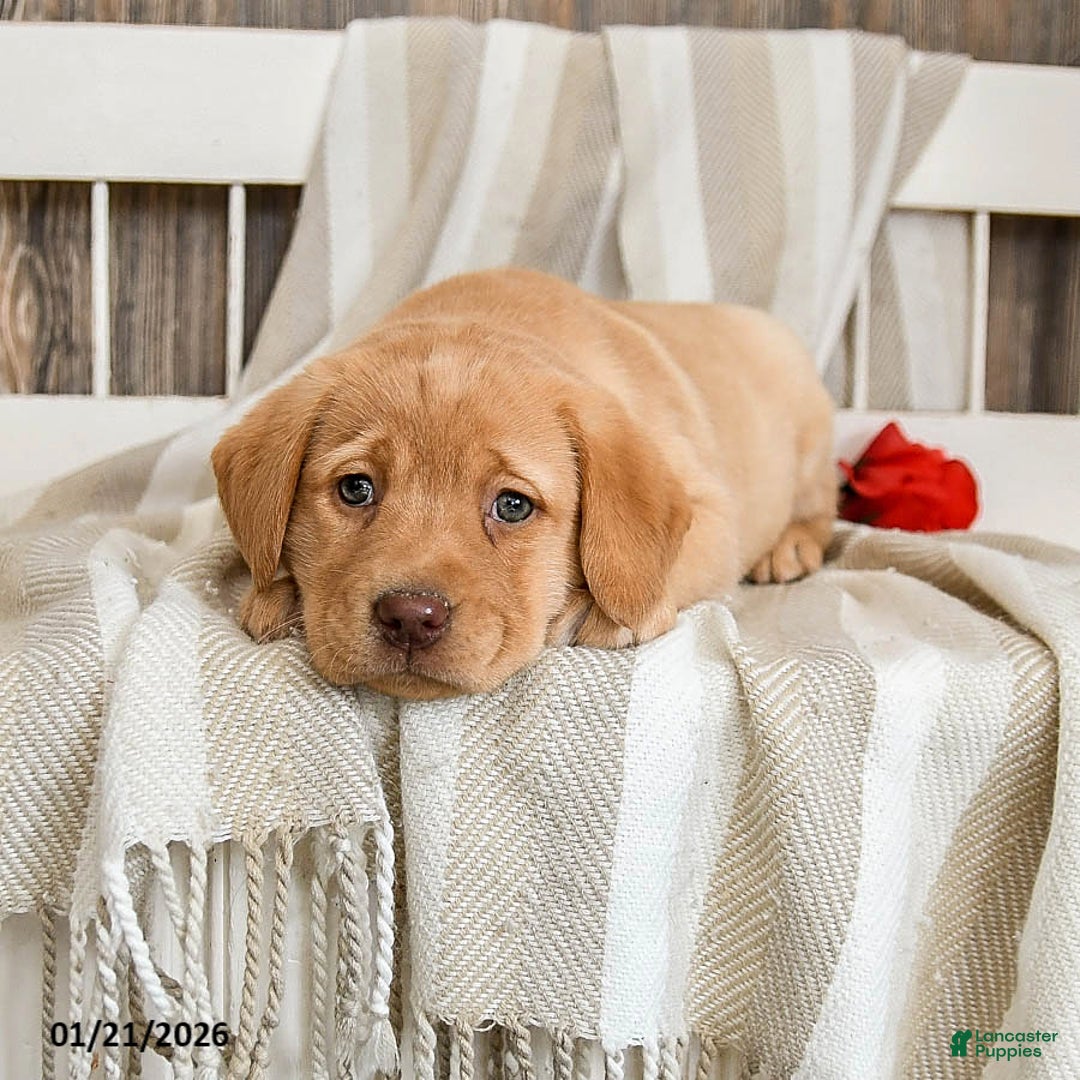 Labrador Retriever dogs for sale: Custard - Ad 4