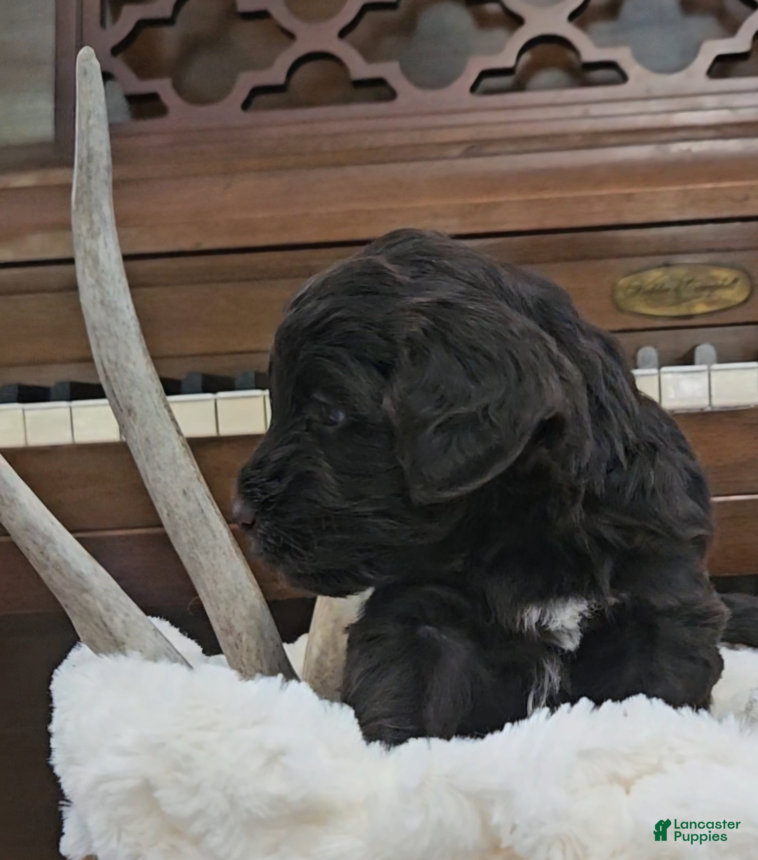 Portuguese Water Dog dogs for sale: Drake - Ad 2