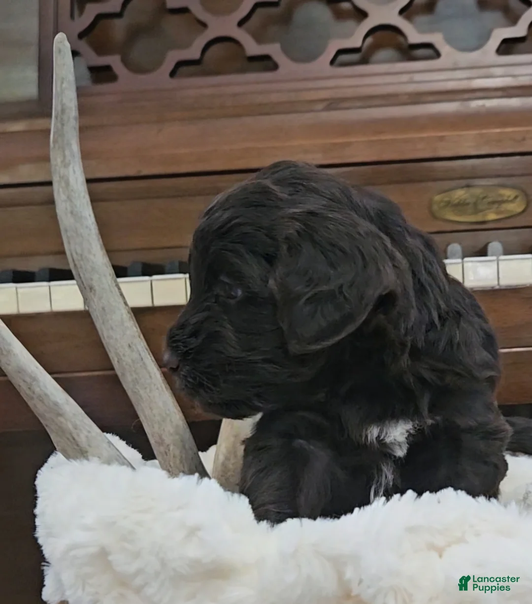 Portuguese Water Dog dogs for sale: Drake - Ad 2