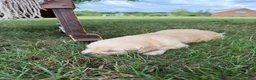 Golden Retriever dogs for sale: Siena - Ad 3