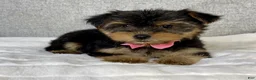 Yorkshire Terrier dogs for sale: Haley - Ad 4