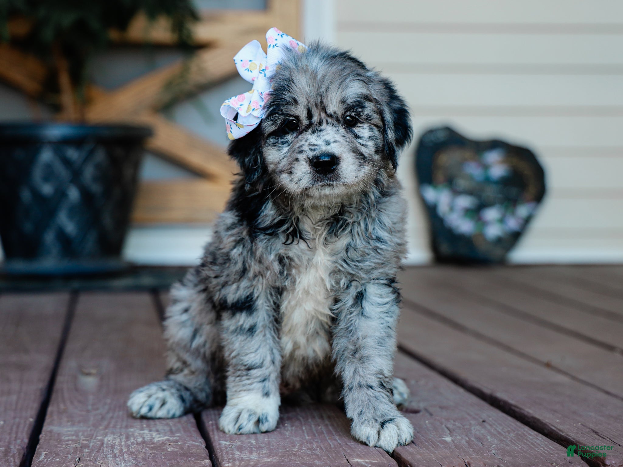 Mixed Breed dogs Calli Golden Retriever/Jug Puppy - Ad 1
