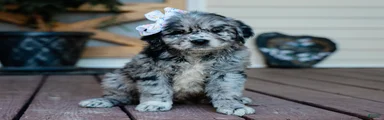 Calli Golden Retriever/Jug Puppy