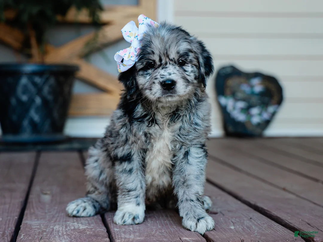 Mixed Breed dogs for sale: Calli Golden Retriever/Jug Puppy - Ad 1