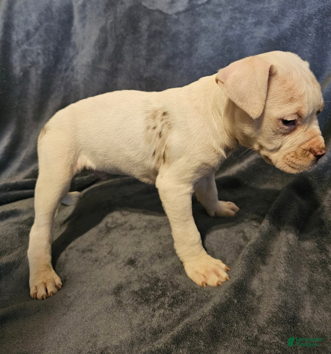 Alapaha Blue Blood Bulldog dogs for sale: Alapaha Blue Blood Bulldog Puppy 2 - Ad 3