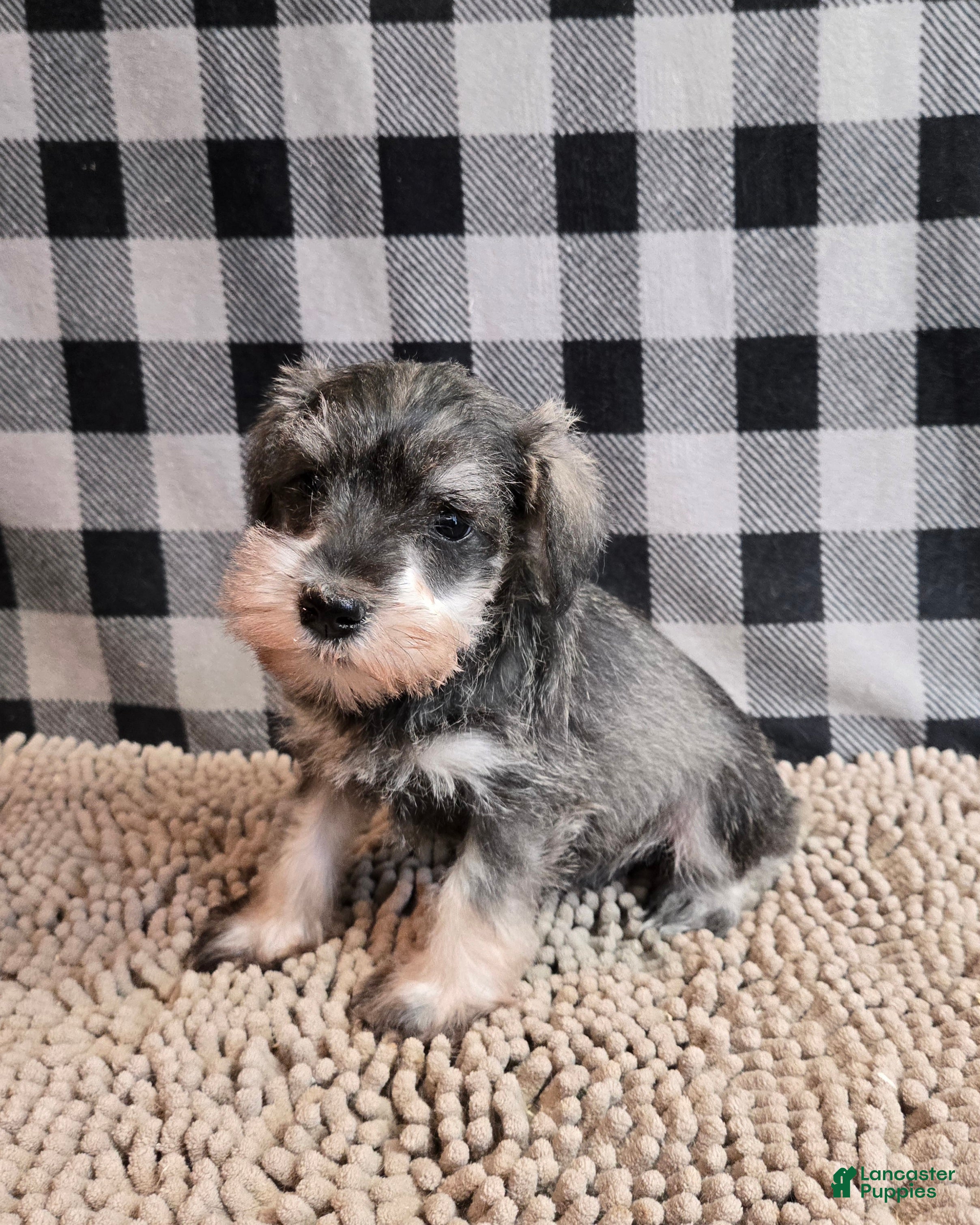 Miniature Schnauzer dogs Scout - Ad 1