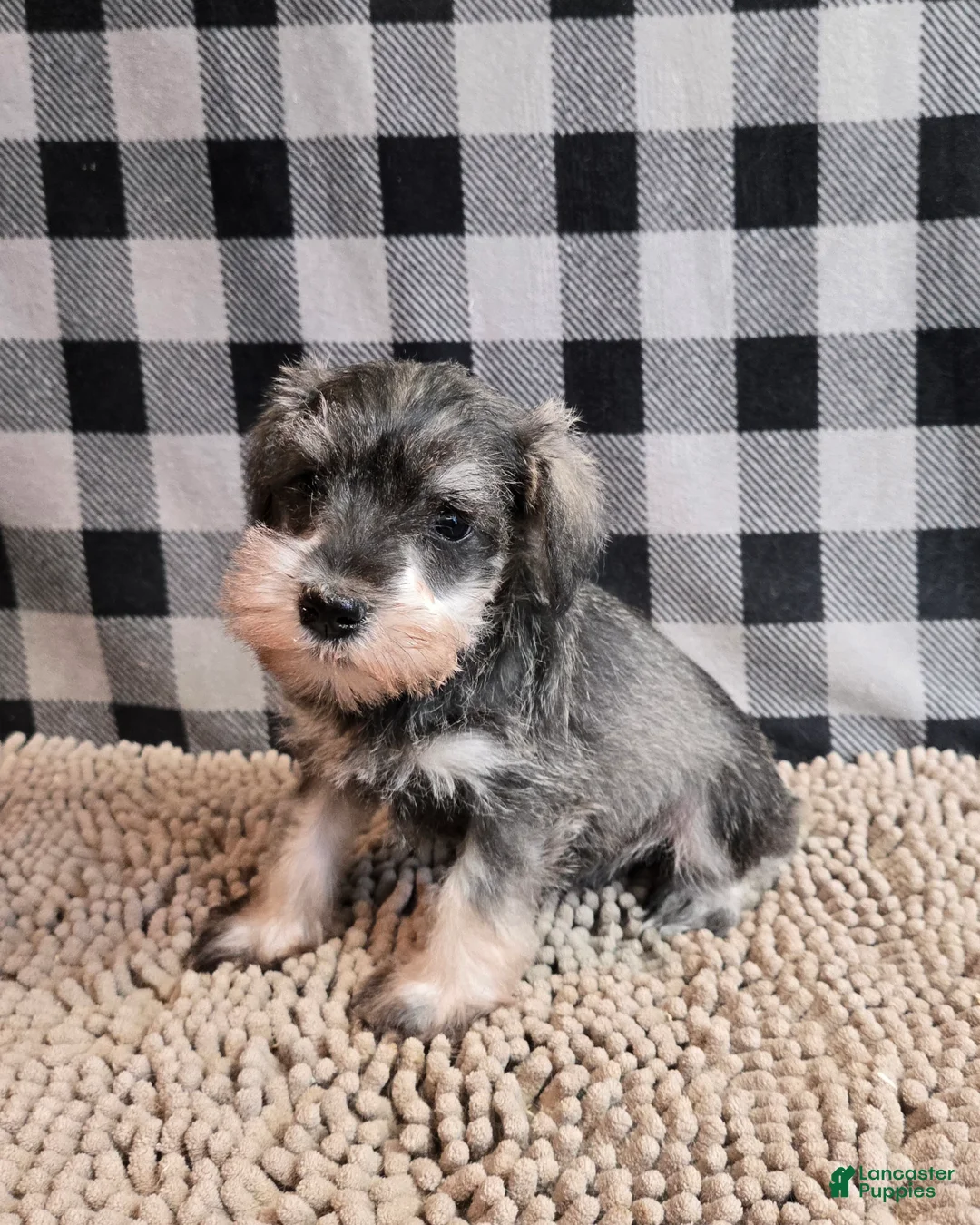 Miniature Schnauzer dogs for sale: Scout - Ad 1