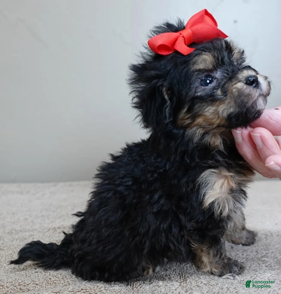 Maltipoo dogs for sale: Zircon - Ad 4
