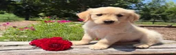 Golden Retriever dogs for sale: Nolan - Ad 1