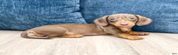 Miniature Dachshund dogs for sale: Dixie - Ad 3