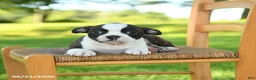Boston Terrier dogs for sale: Trudy - Ad 5