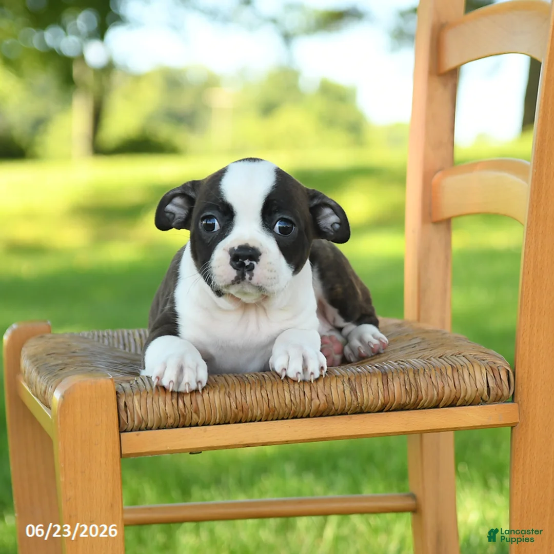 Boston Terrier dogs for sale: Trudy - Ad 5