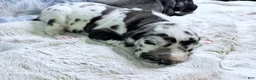 Great Dane dogs for sale: Hera - Ad 9