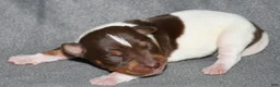 Rat Terrier dogs for sale: Brushton - Ad 4