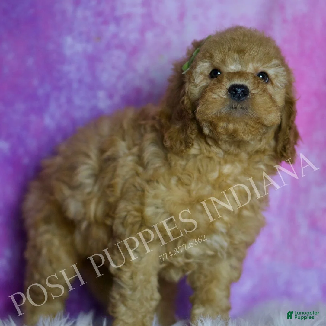 Mini Goldendoodle dogs for sale: Buddy - Ad 5