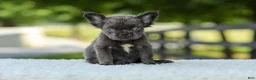 French Bulldog dogs for sale: Kate - Ad 9