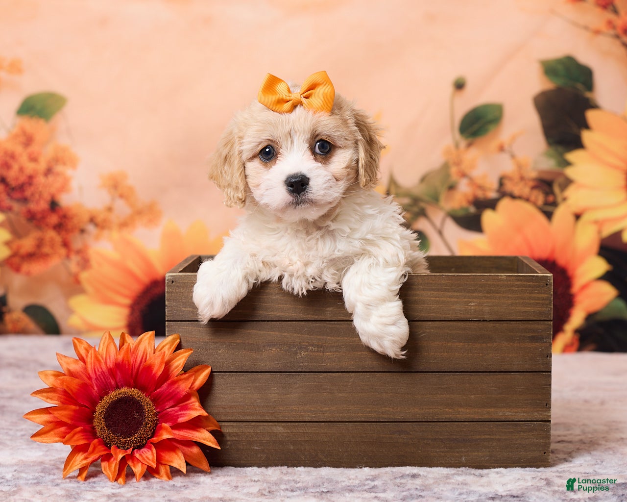 Cavachon dogs for sale: Mia - Ad 1