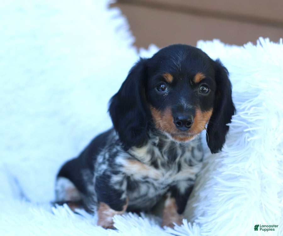 Miniature Dachshund dogs Sutherland - Ad 2