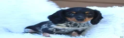 Miniature Dachshund dogs for sale: Sutherland - Ad 2