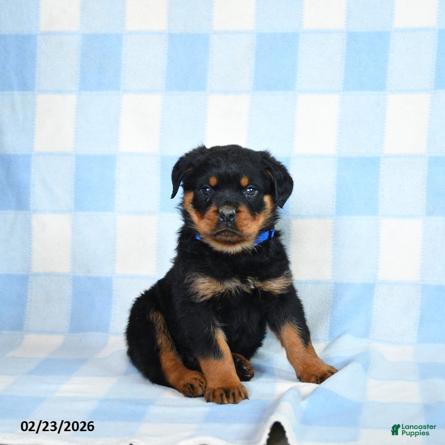 Rottweiler dogs Waylon - Ad 2